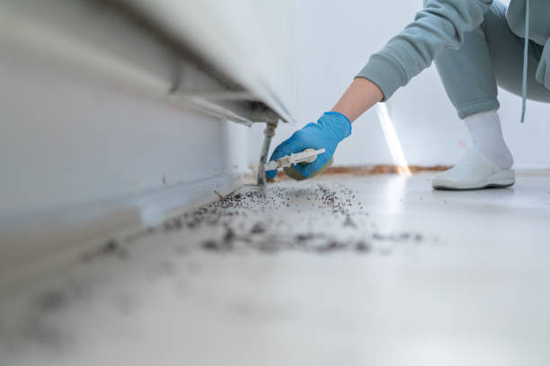 Best Flea Control Services  in Indio, CA
